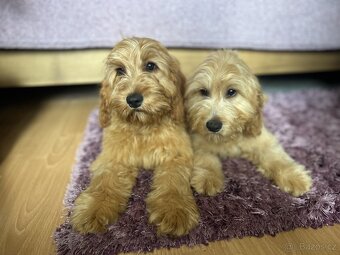 Cockapoo - 3