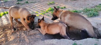 Belgický ovčák malinois bez PP - 3