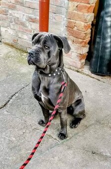 Cane corso - 3