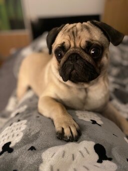 Nabízí se psí gentleman ke krytí – MOPS Teodor hledá lásku ( - 3