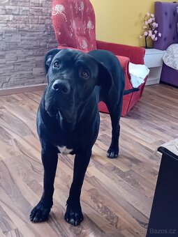 Cane corso 10 měsíců - 3