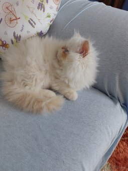 Perský bílo-rezavý kocourek - 3