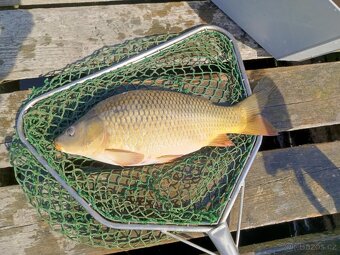 Živé ryby – tržní i okrasné | Volary (okr. Prachatice) - 3