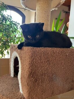 Britská koťata...kocourek - 3