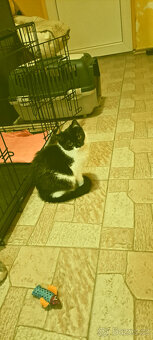 Darují do dobrých rukou kočičku - 3