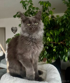 Mainská mývalí s PP - 3