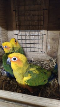 Aratinga sluneční - 3