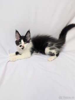 Mainská mývalí - 3