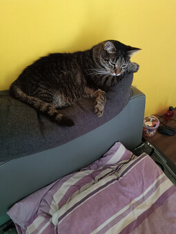 Darujeme devítiletého kocourka do dobrých rukou - 3