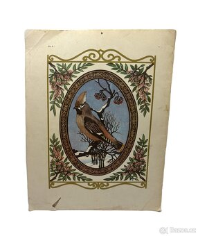 Lesní zpěváčci - 3