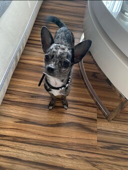 Čivava ke krytí - 3