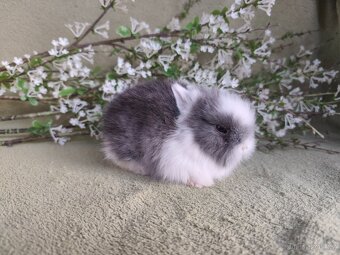 Nádherný Teddy sameček s VP - 3