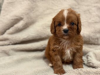 Cavapoo - 3