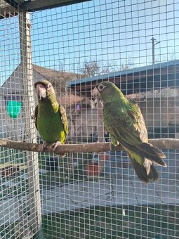 Papoušek konžský gf - 3