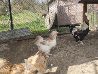 Appenzelsky chocholaci, hedvabnicka, Faverolky, Araucana - 3