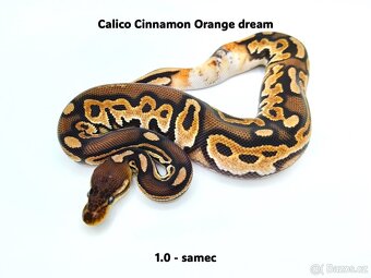 Krajta královská (Python regius) - mláďata - 3