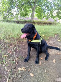 Černý labrador, čistokrvný, bez PP - 3