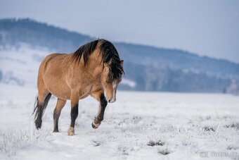Připouštění Welsh mountain Pony - 3