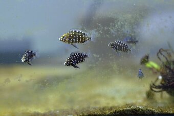 Tropheus duboisi maswa - 3