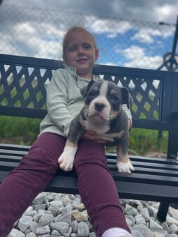 Stěně American Bully - 3