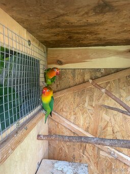 agapornis Fišeri - 3