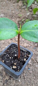Čierna sapota- Diospyros digyna - 3