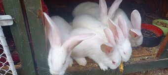 Belgičtí obři bílí 3 měsíce - 3