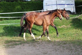 Letošní hřebeček na prodej - 3