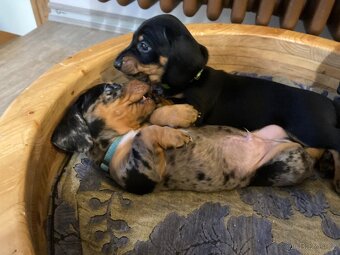 Jezevčík trpasličí krátkosrstý - 3