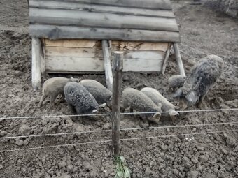 Selata mangalice - 3