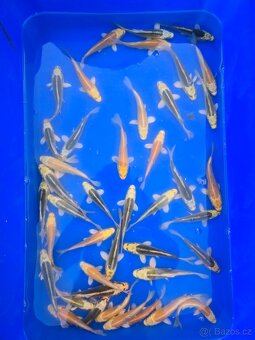Koi 5-35cm - 3