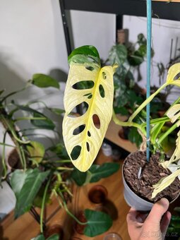 Monstera Adansonii Variegata (tricolour) - 3