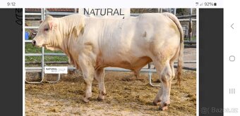 Plemenný býk charolais - 3