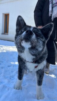 Micutoshi Kuroma ( akita inu s pp) - 3