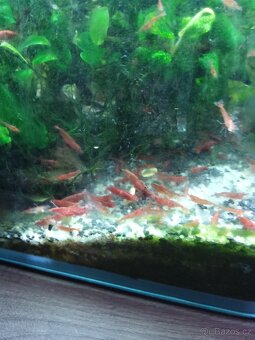 Krevetky Red Cherry - 3
