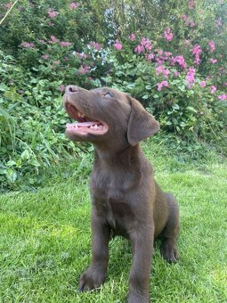 Hnědý štěně labradora (KLUK) - 3
