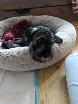 Knírač střední pepř a sůl, štěně s PP - 3