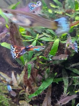 Daruji paví očka - 3