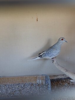 Holoubek diamantový - 3