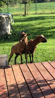 Kamerunské ovce - 3