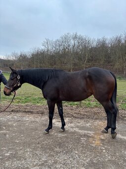 American Quarter horse - Happy Whiz Kid - 3