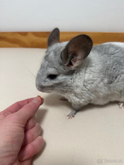 Činčila samička White Ebony Violet - 3