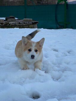 Welsh Corgi Pembroke s PP - 3