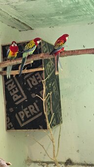 Rosela/modrá, zlatá, pastel, opalin - 3