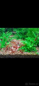 Akvárium, šneci, krevetky neocaridina Bloody mix, Orange - 3
