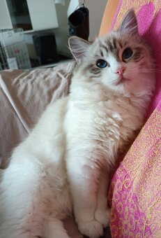 Kočička ragdoll seal bic. lynx s PP - 3