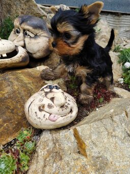 Yorkshire terrier, Jorkšírský teriér PP FCI - 3