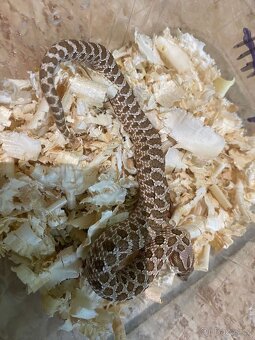 Heterodon Nosatý - 3