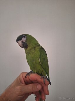 Ara červenoramenný (nobilis) - 3
