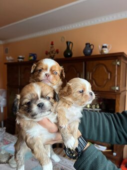 Stenatko Pekinezer - 3